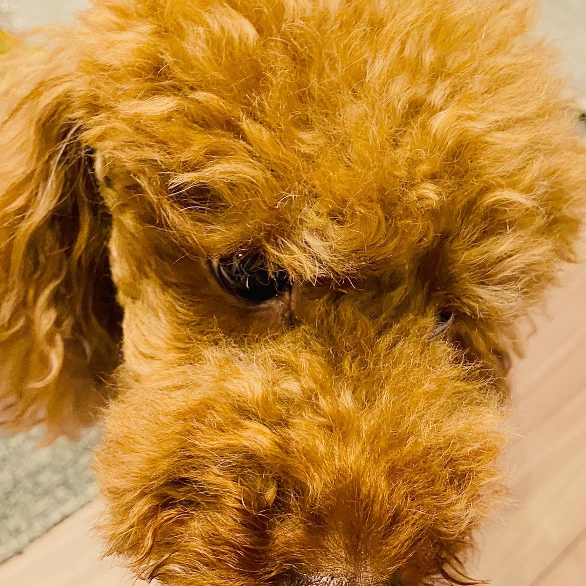 f:id:udedokeipark:20200814220655j:plain