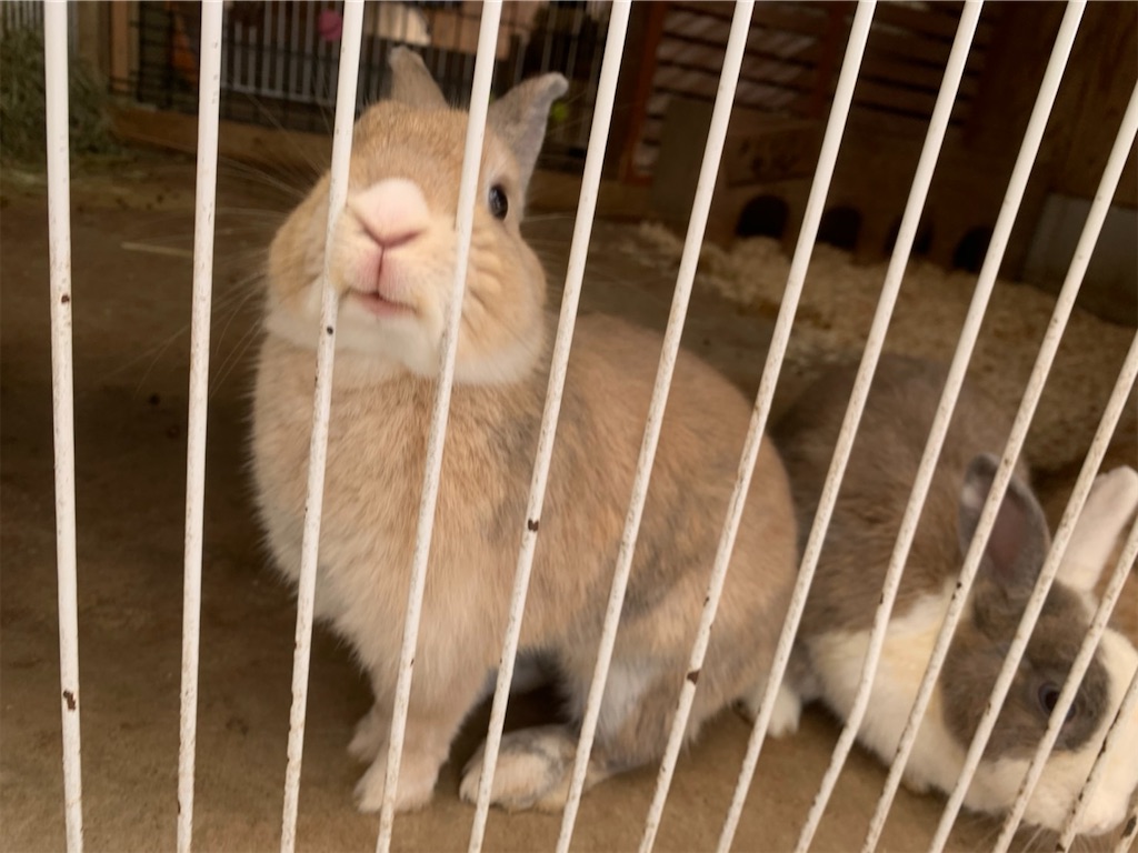 f:id:udedokeipark:20200923234209j:image