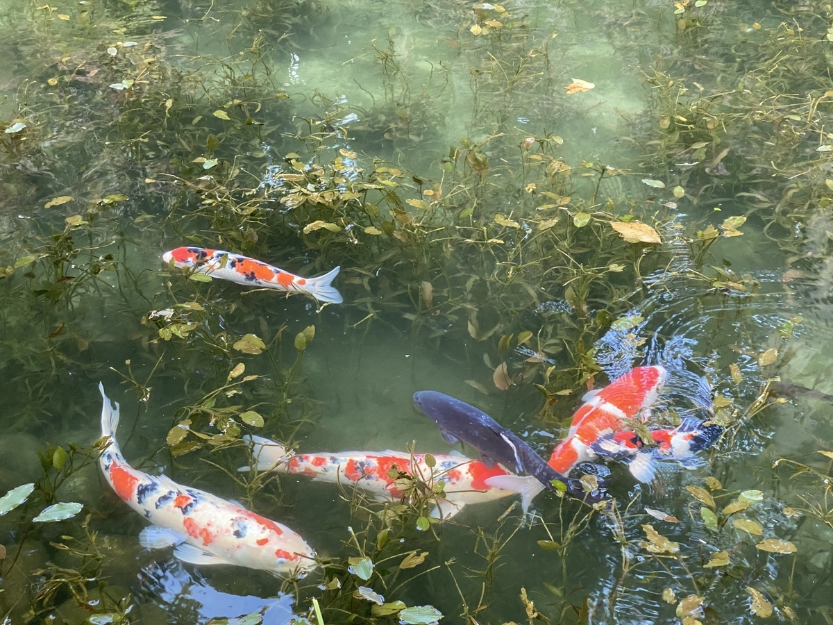 f:id:udedokeipark:20201026002955j:plain