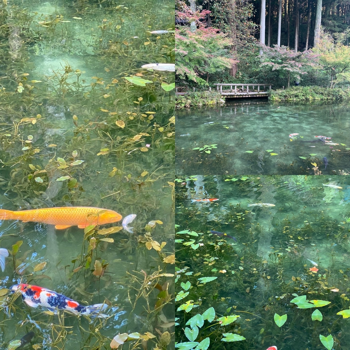 f:id:udedokeipark:20201026003257j:plain