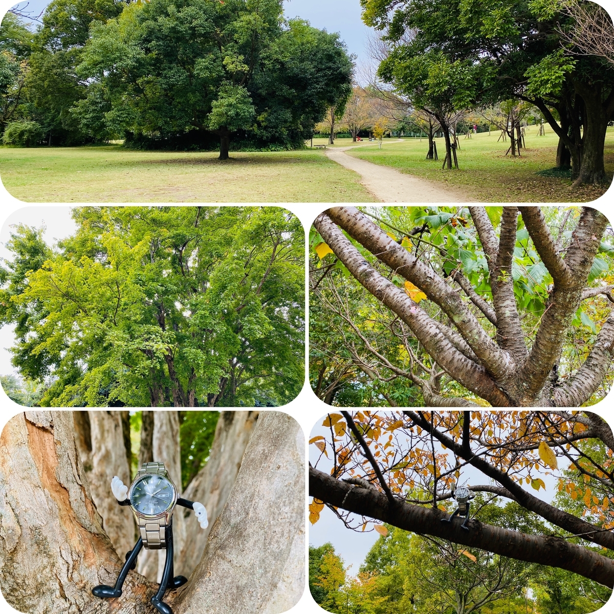 f:id:udedokeipark:20201103100939j:plain