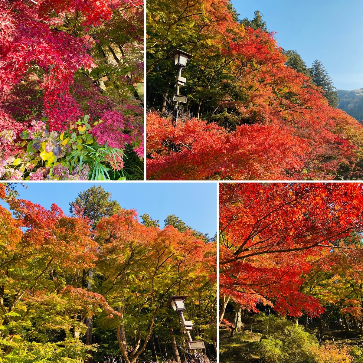 f:id:udedokeipark:20201127230527j:plain