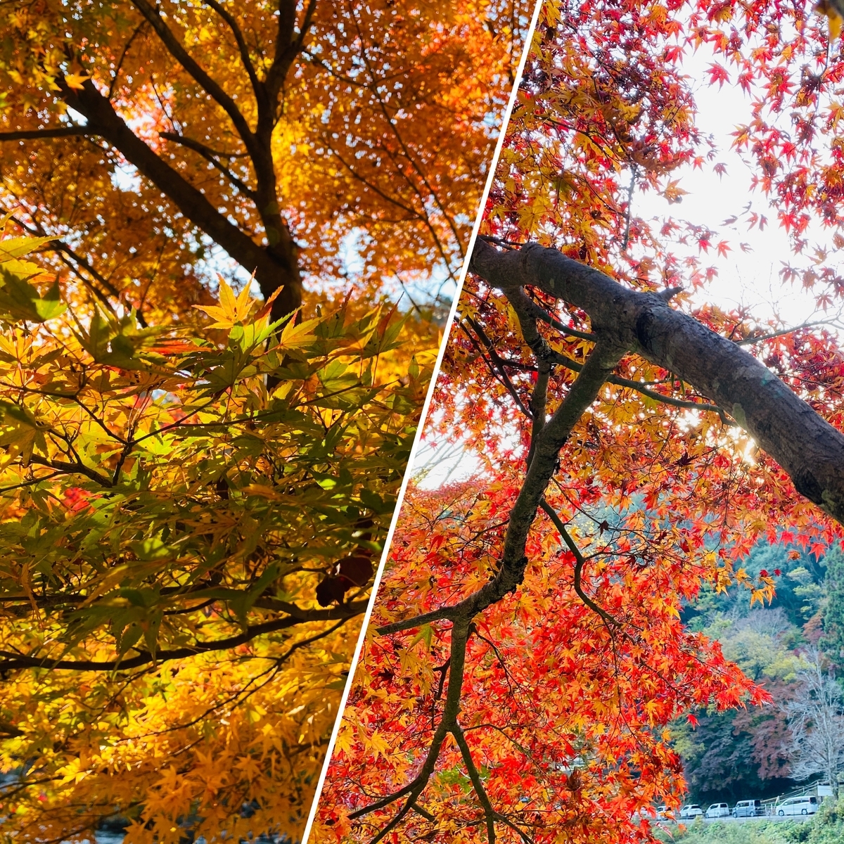 f:id:udedokeipark:20201127231917j:plain