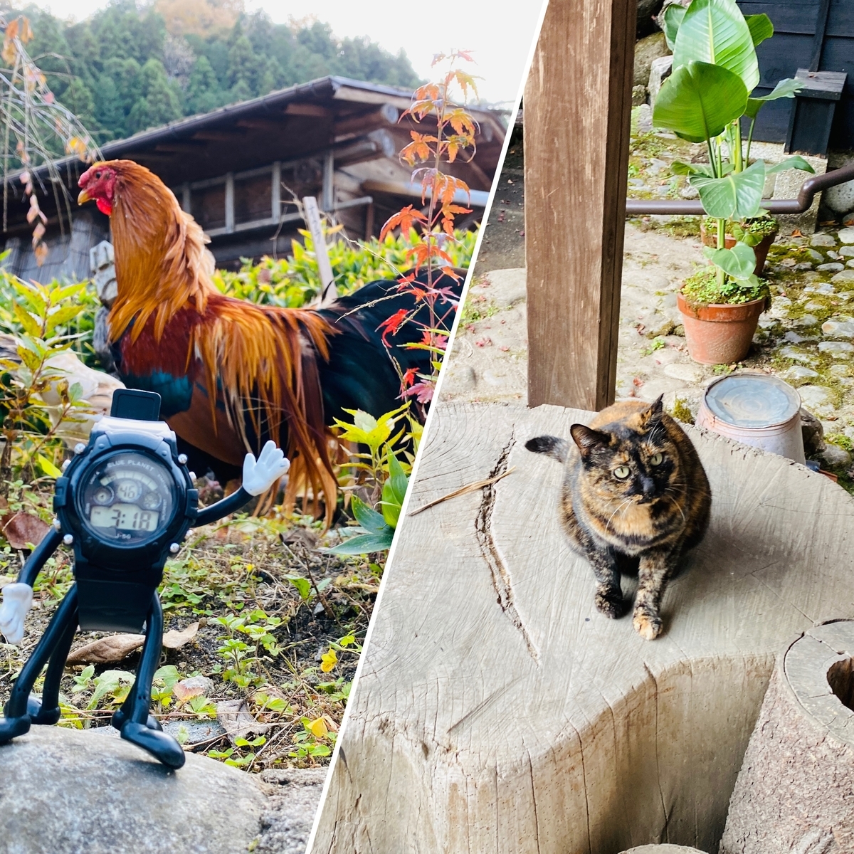 f:id:udedokeipark:20201128002848j:plain