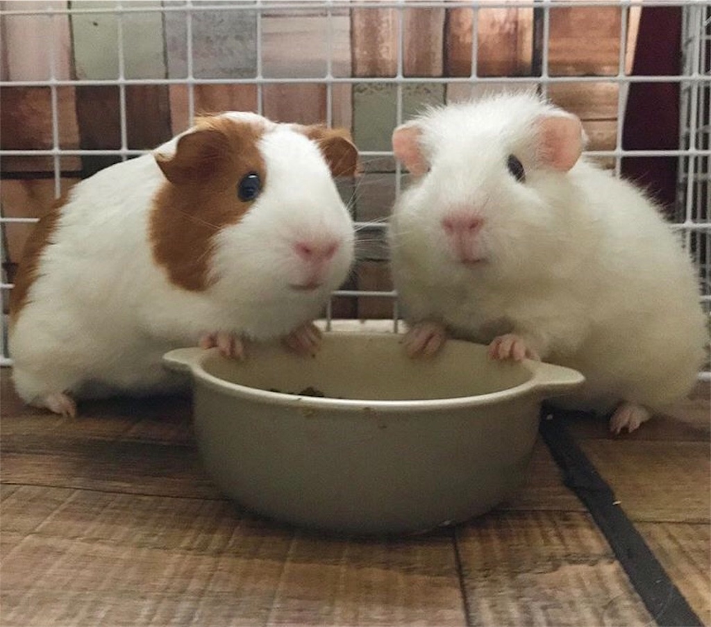 f:id:udemerry:20181020005947j:image