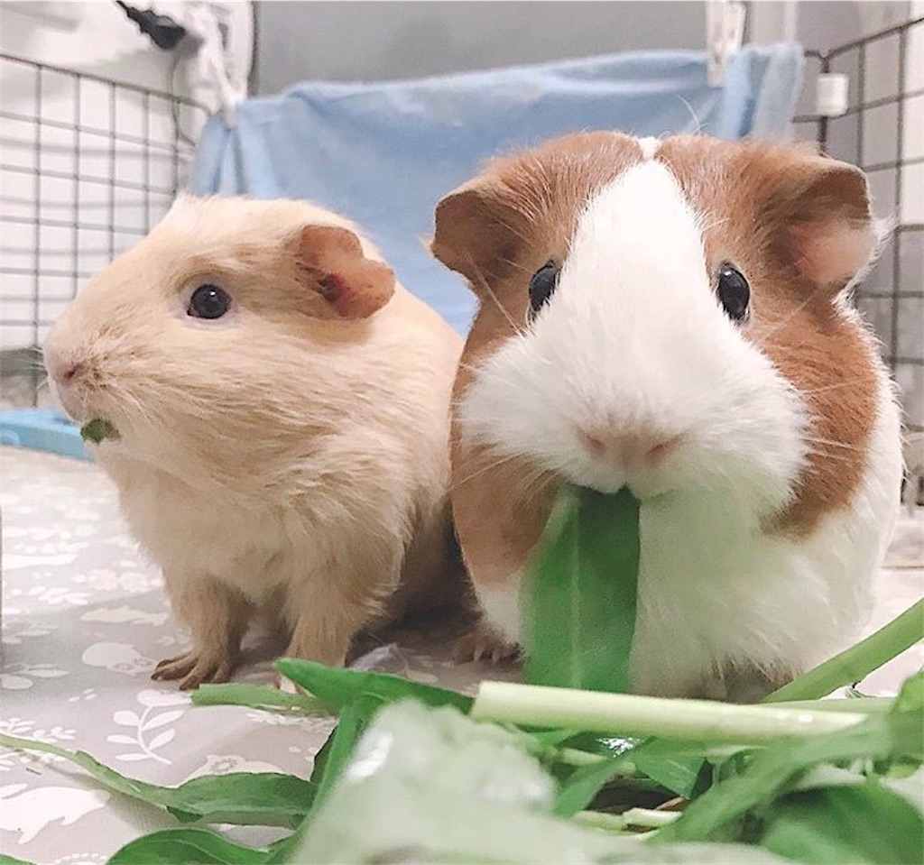 f:id:udemerry:20181020010010j:image