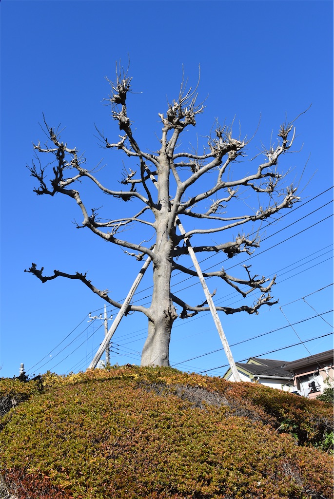 f:id:udonjiro:20240420191601j:image f:id:udonjiro:20240420191601j:image