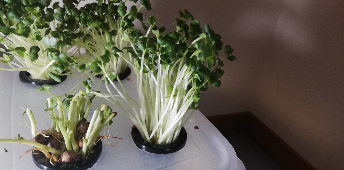 f:id:udonnamerou:20200813205418j:plain f:id:udonnamerou:20200813205418j:plain