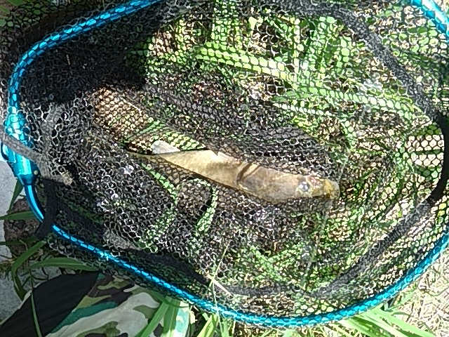 f:id:udqn:20170705165346j:plain