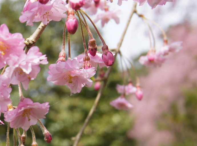 f:id:uduki-249:20120417213958j:image f:id:uduki-249:20120417213958j:image