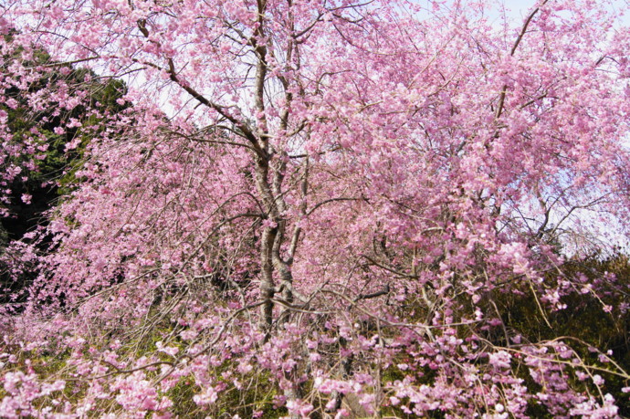 f:id:uduki-249:20120417214001j:image f:id:uduki-249:20120417214001j:image