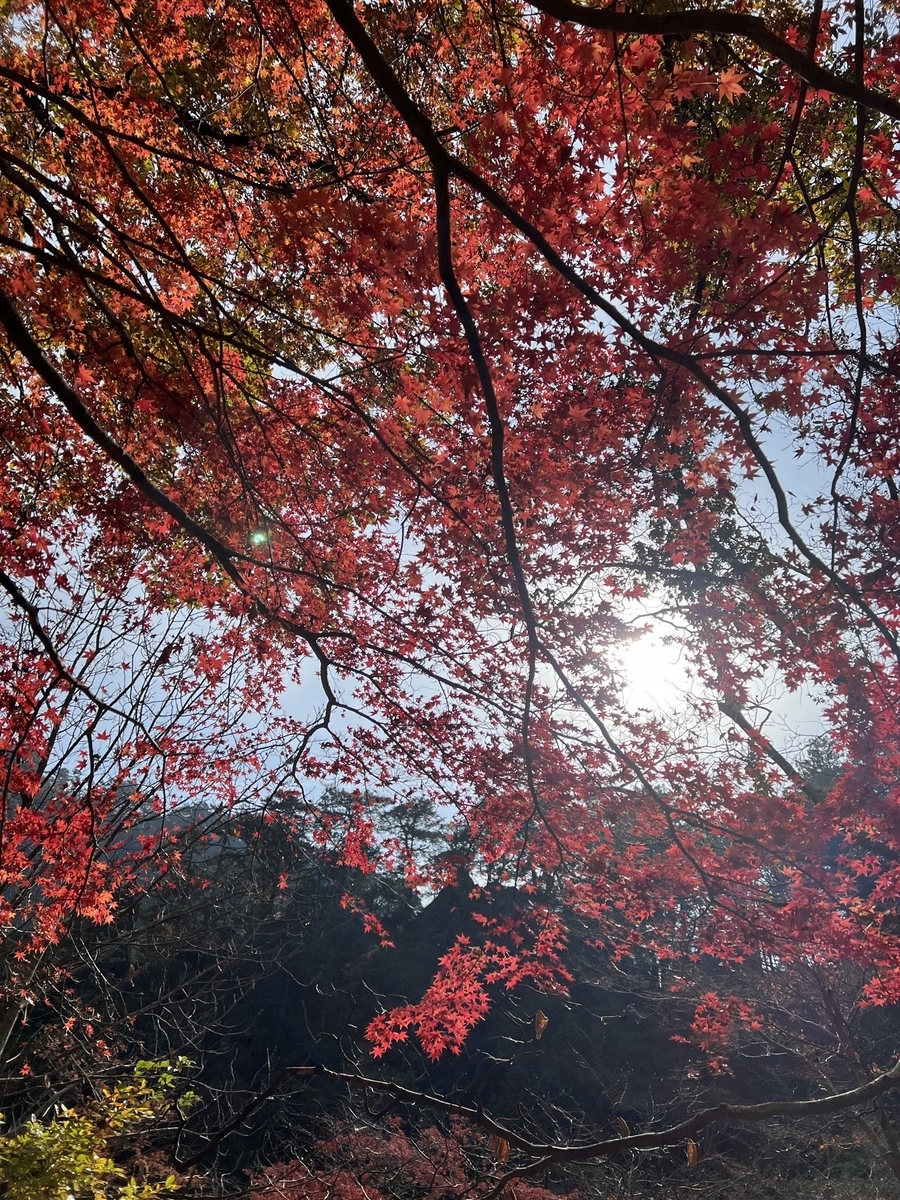 f:id:uduki_0:20211205135841j:plain