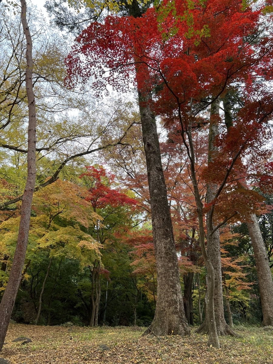 f:id:uduki_0:20211205142459j:plain