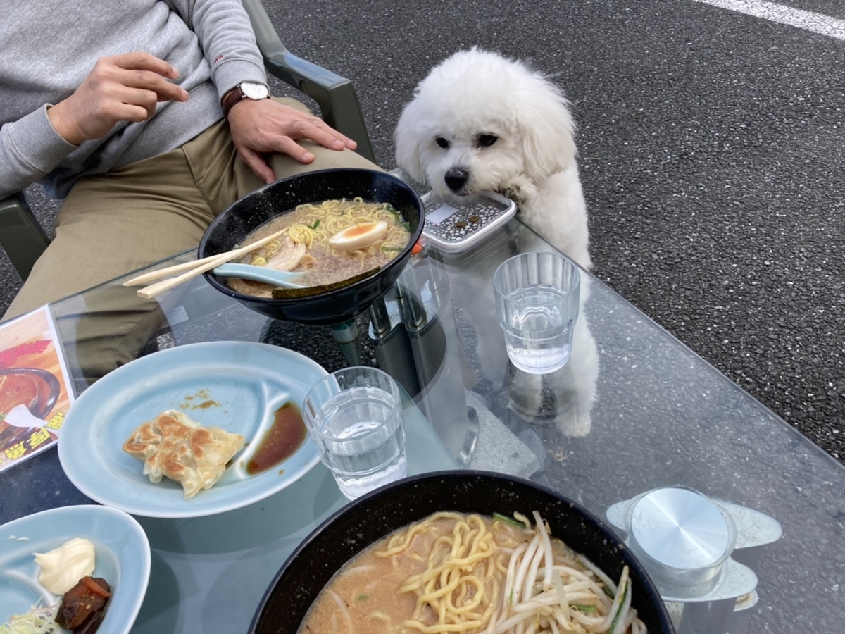 愛犬おもちの日々徒然