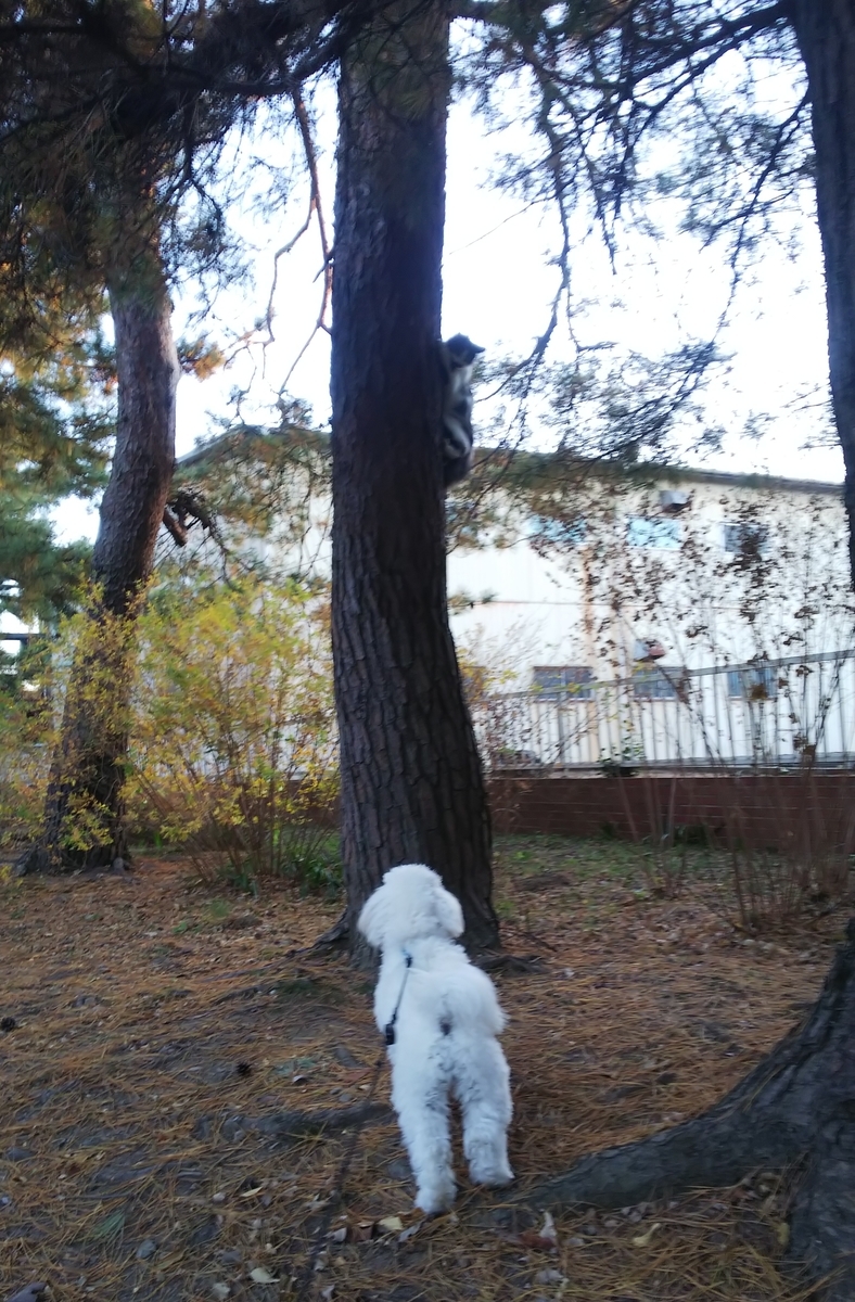 愛犬おもちの日々徒然