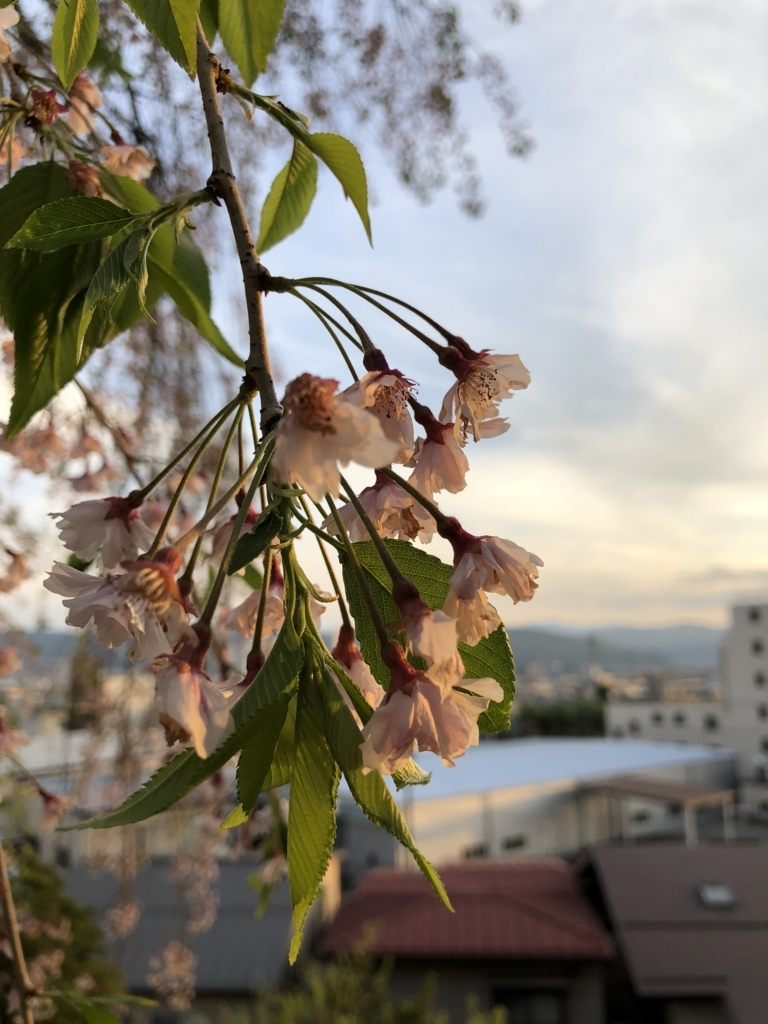 f:id:uemina323:20180528232546j:plain f:id:uemina323:20180528232546j:plain