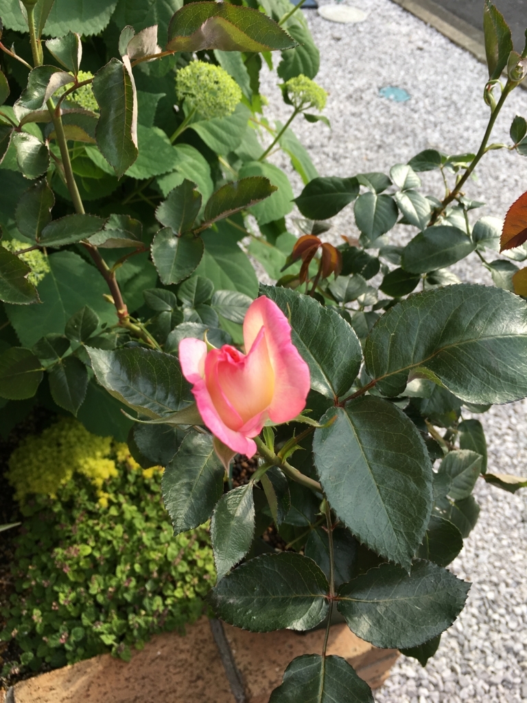 f:id:uemukirose:20180604162128j:plain