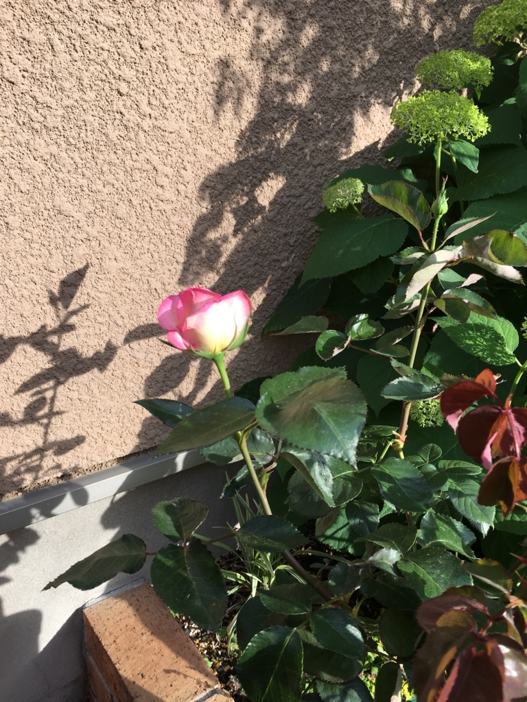 f:id:uemukirose:20180604162313j:plain