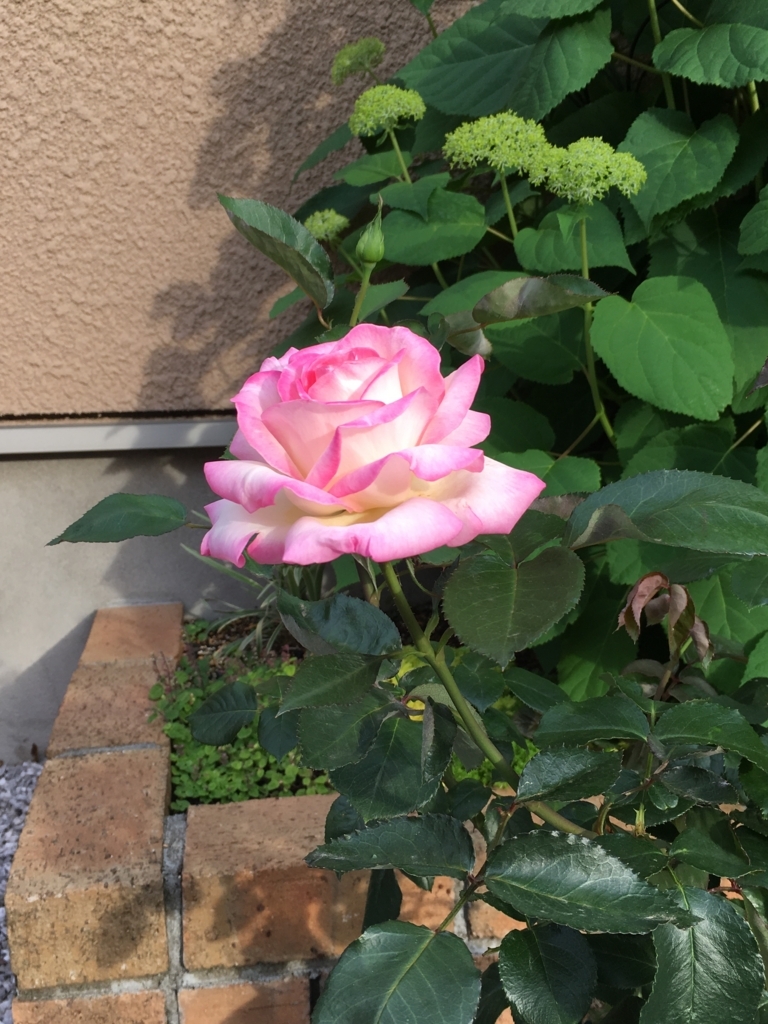 f:id:uemukirose:20180606212113j:plain