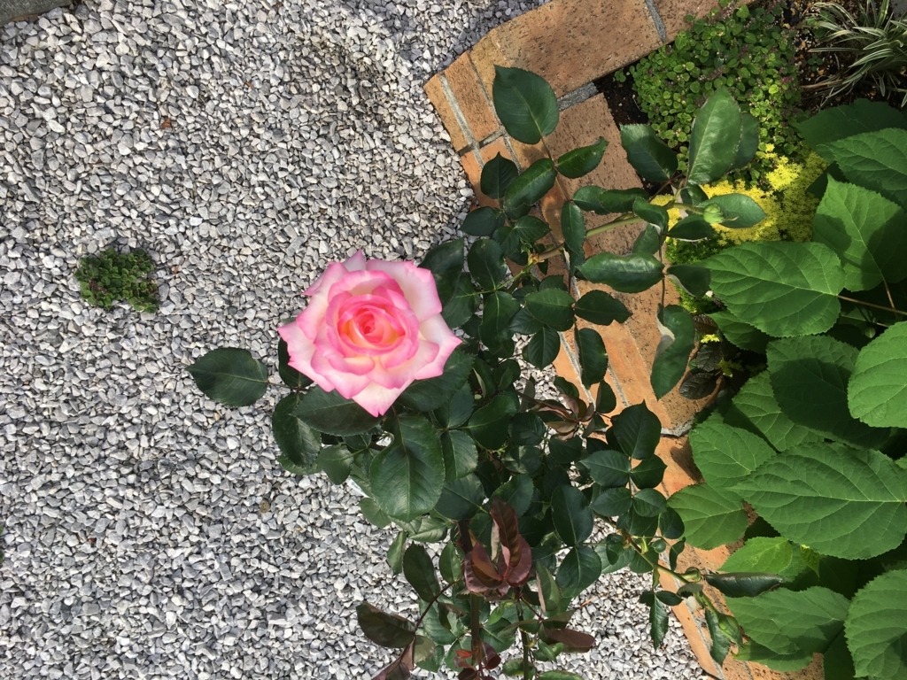 f:id:uemukirose:20180606212154j:plain