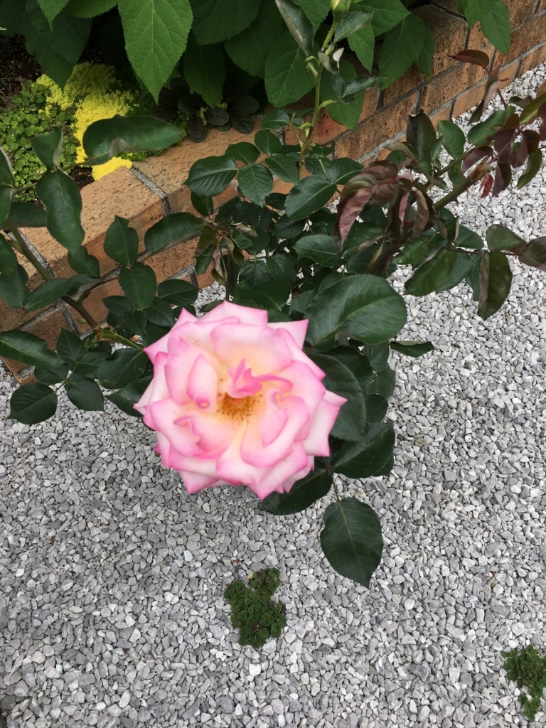 f:id:uemukirose:20180607214852j:plain