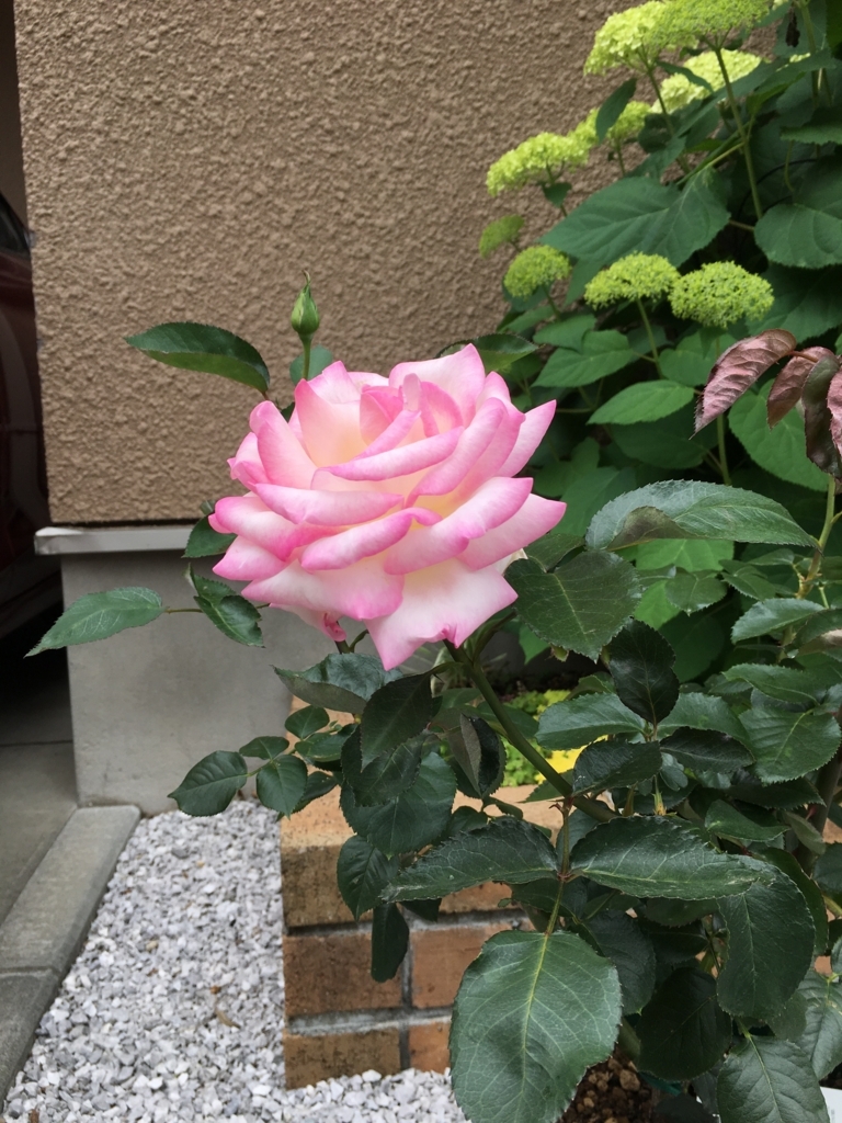 f:id:uemukirose:20180607214922j:plain