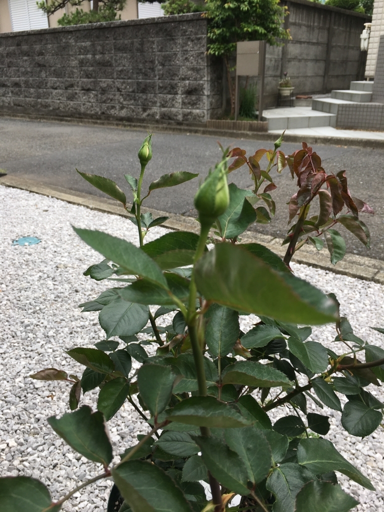 f:id:uemukirose:20180607215424j:plain