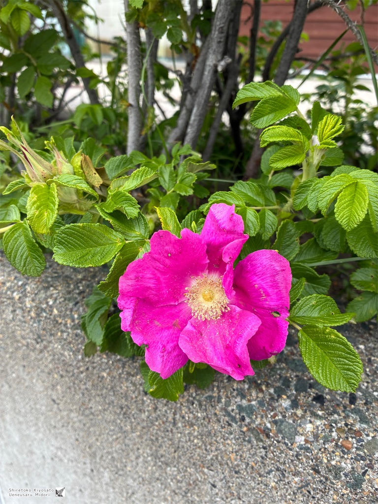 f:id:ueneusarumidori71:20260607233029j:image