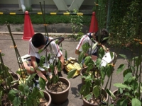 f:id:uenojhs:20110702124408j:image