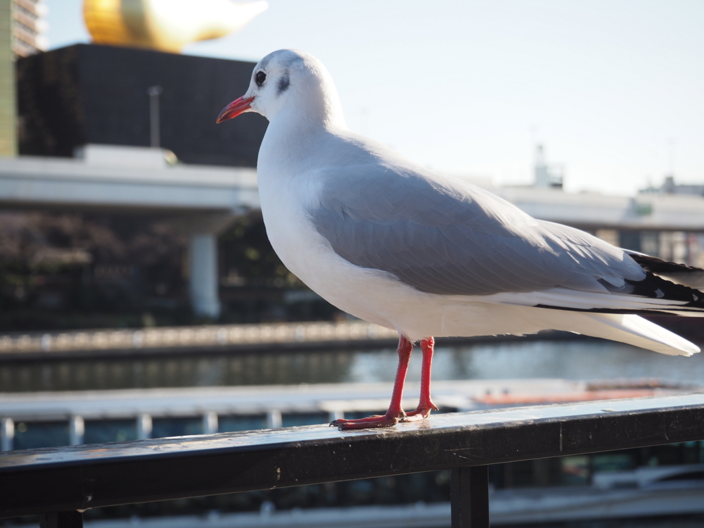 f:id:uenonavi:20180417231925j:plain