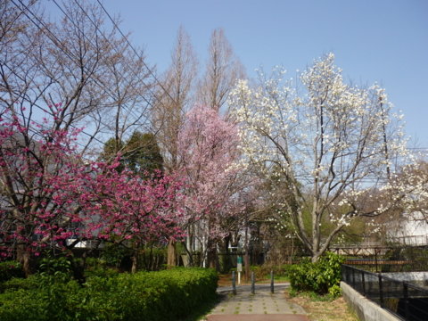f:id:uenoshuichi:20120402101151j:image f:id:uenoshuichi:20120402101151j:image