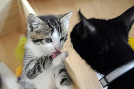 猫舌って言うけど 実は舌の構造に差は無いらしい うえのブログ