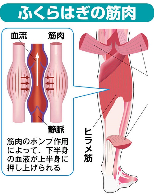 立ち仕事の疲労に負けないよう簡単な筋トレを日頃から取り入れてみる うえのブログ 立ち仕事の疲労に負けないよう簡単な筋トレを日頃から取り入れてみる うえのブログ