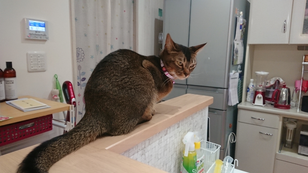 f:id:uenoys-113433:20180528223522j:plain