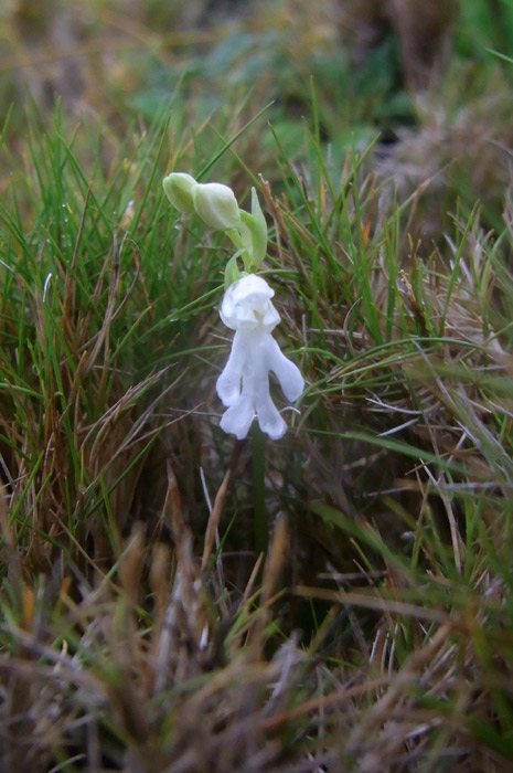 f:id:ueshin7:20120312232857j:image:w640