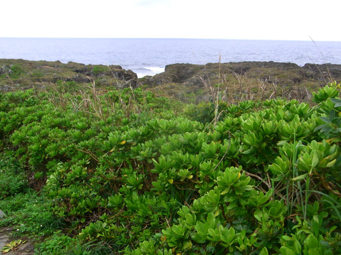 f:id:ueshin7:20120312232900j:image:w640