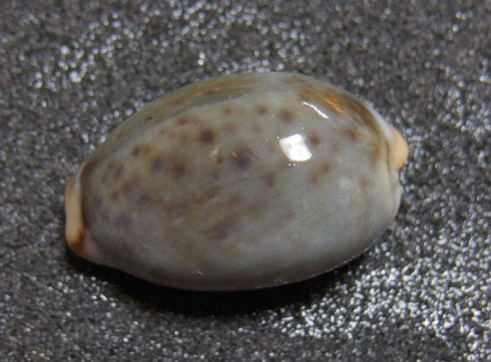 f:id:ueshin7:20120315190406j:image:w640