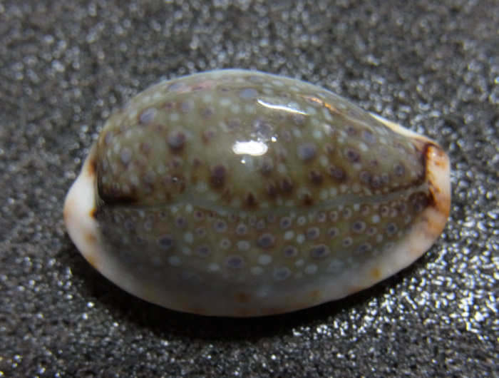 f:id:ueshin7:20120315190407j:image:w640