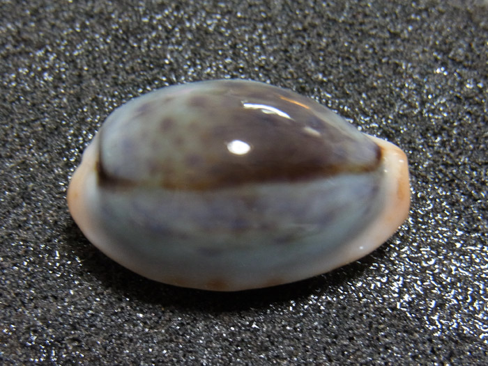 f:id:ueshin7:20120315190408j:image:w640