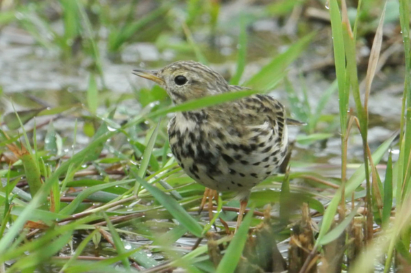 奄美の鳥 面白タヒバリ ２０１３ ０２０５ 金太郎が行くよ