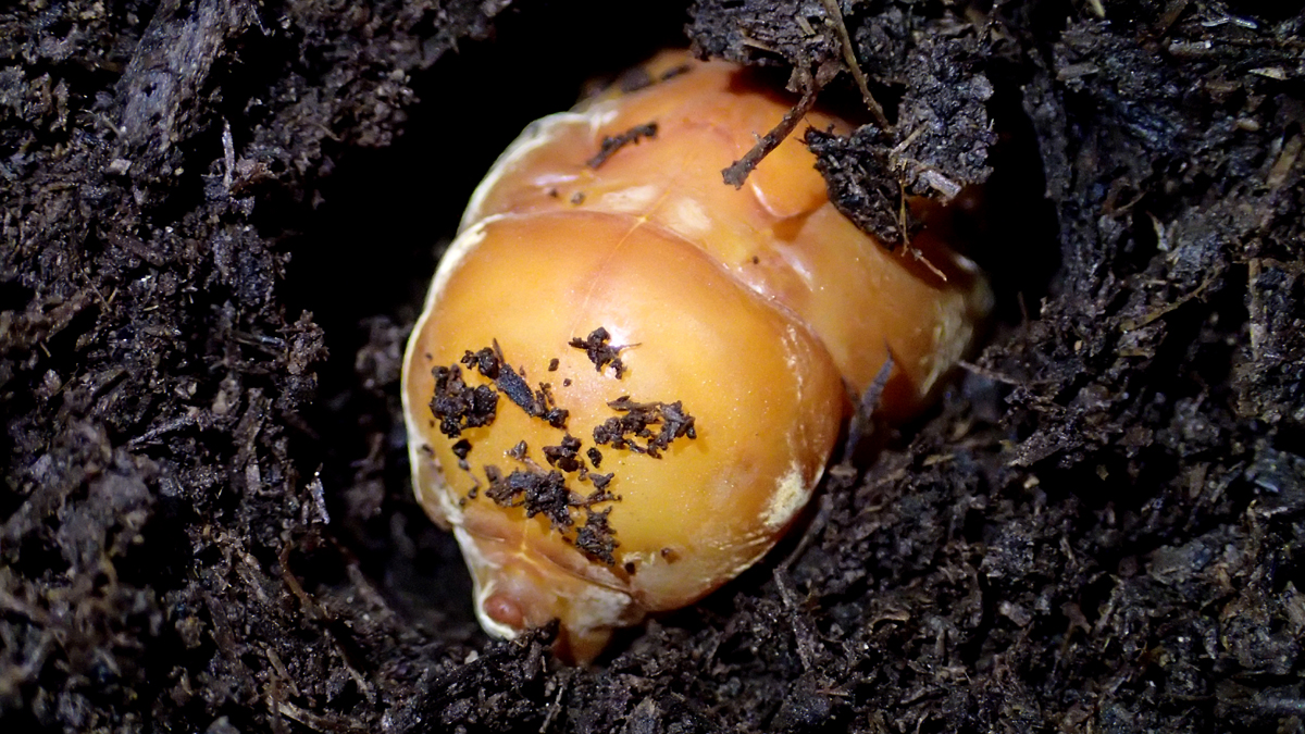 タイワンカブト蛹だよ ２０１５ １１０１ 金太郎が行くよ
