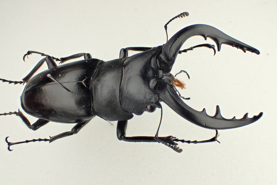 クロシマノコギリ（2018 0227） - 金太郎が行くよ