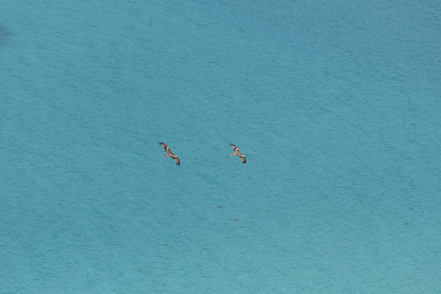 f:id:ueshin7:20190628065533j:plain