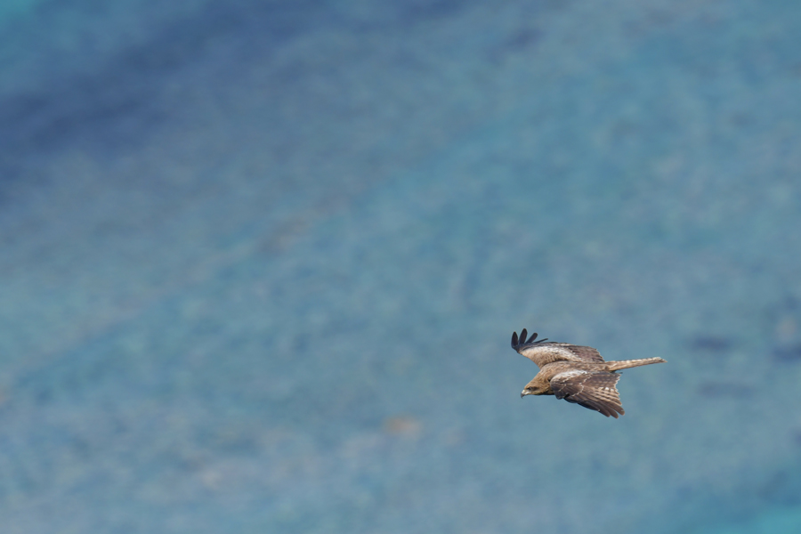 f:id:ueshin7:20190628065544j:plain