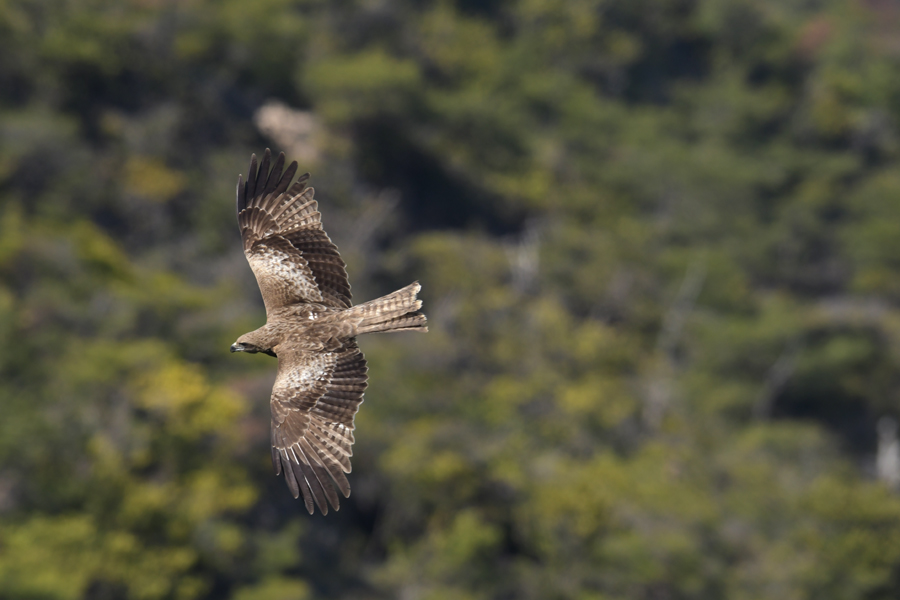 f:id:ueshin7:20190628065547j:plain