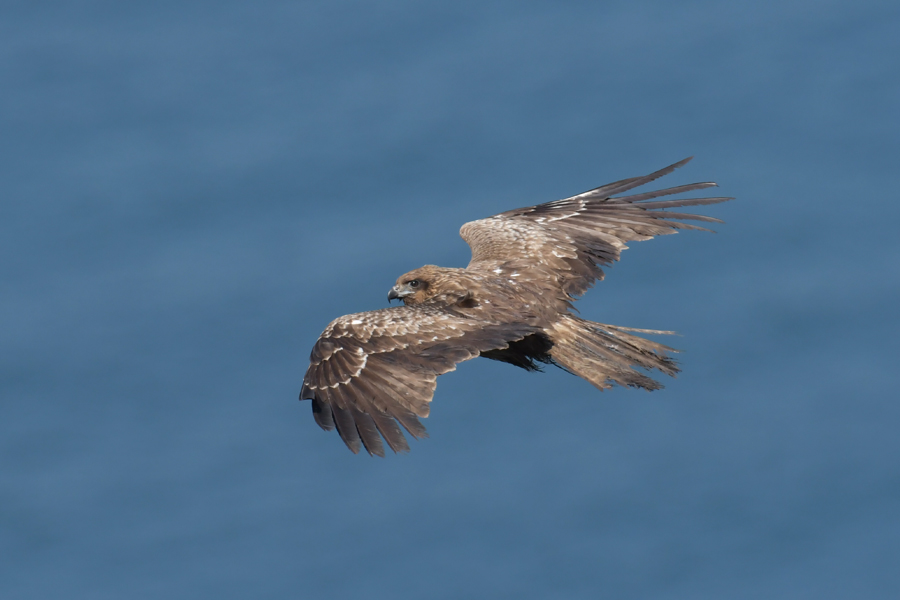 f:id:ueshin7:20190628065551j:plain