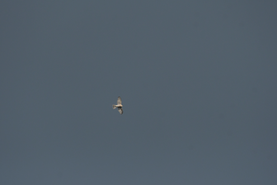 f:id:ueshin7:20190628065625j:plain