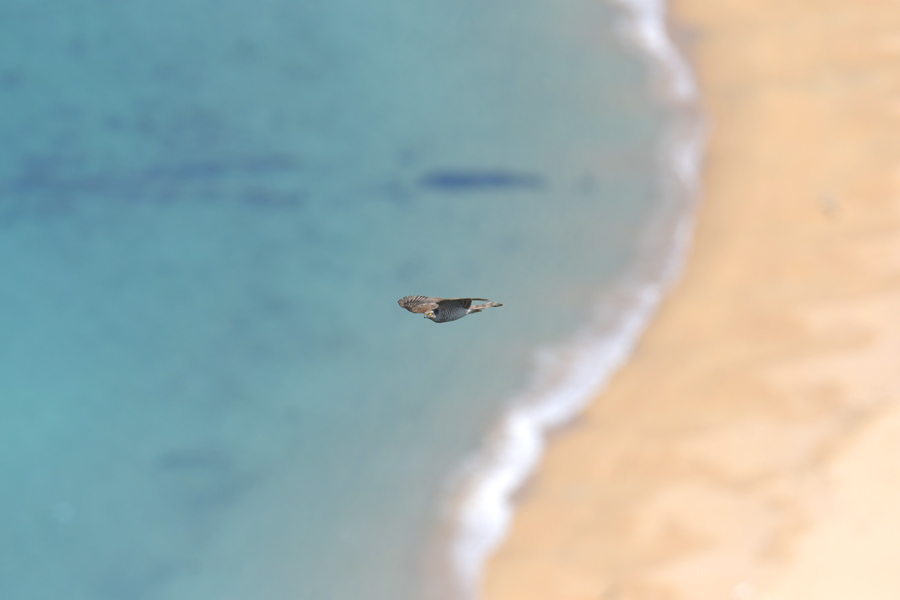 f:id:ueshin7:20190628065629j:plain