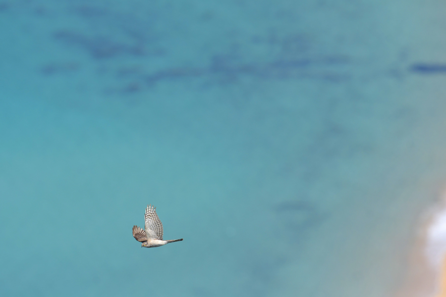 f:id:ueshin7:20190628065632j:plain