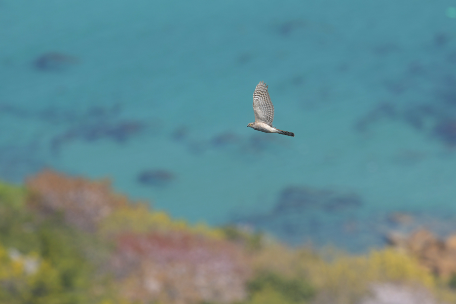 f:id:ueshin7:20190628065636j:plain